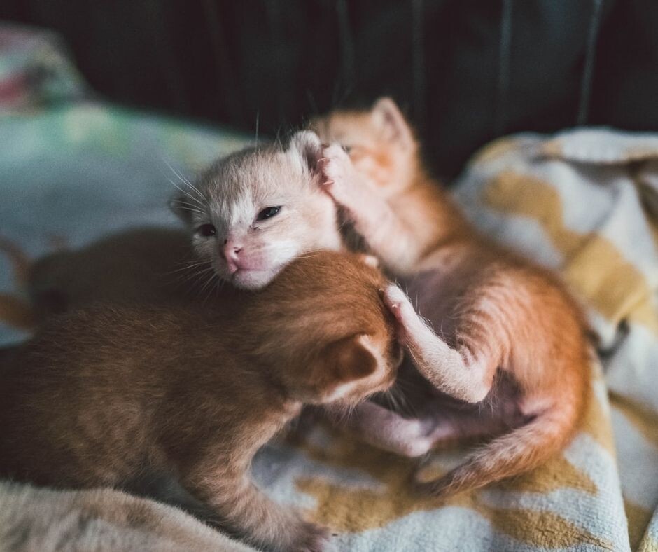 Вот оно, счастье!