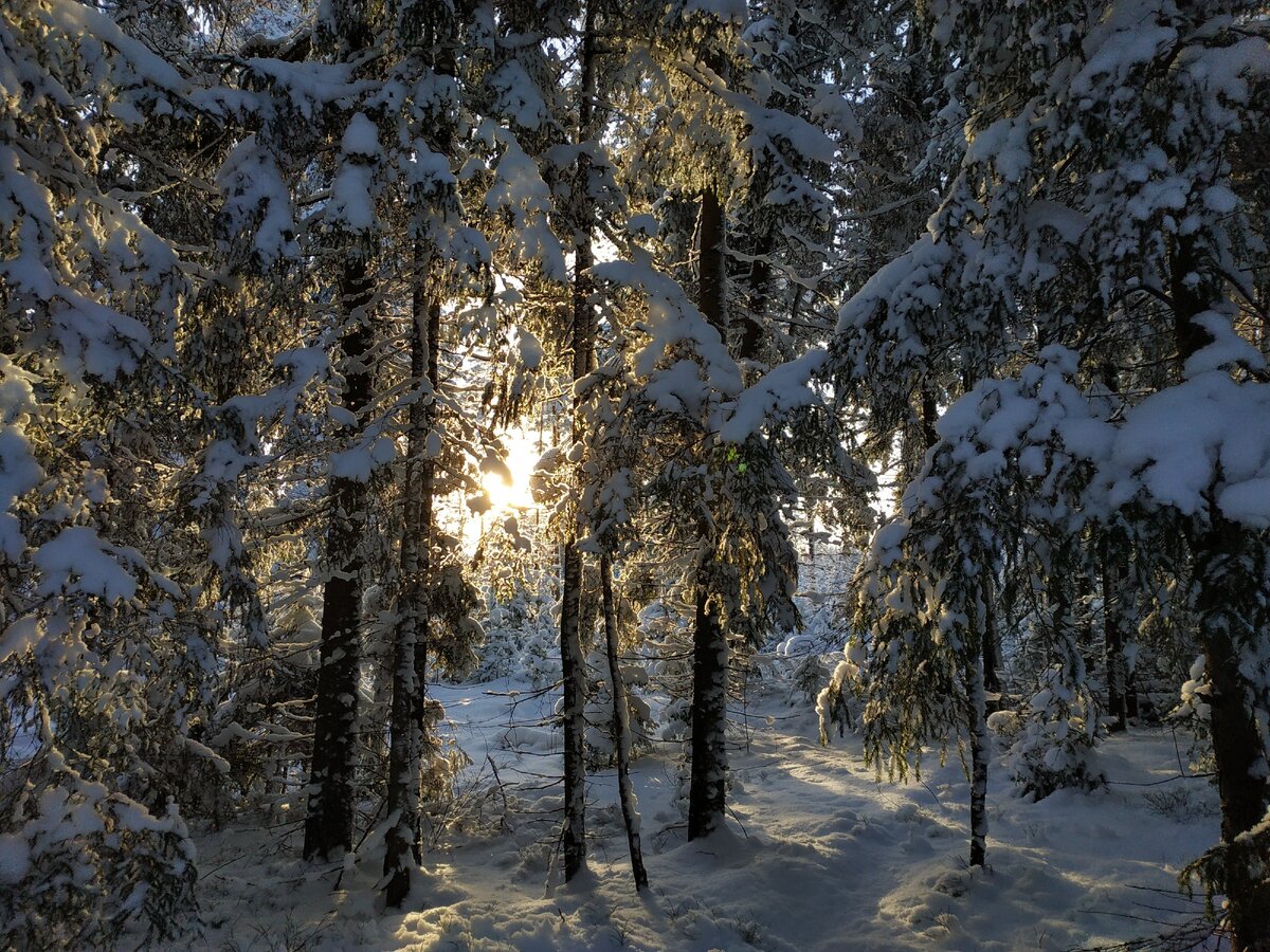 лес около нашего участка