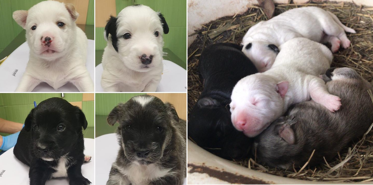 Фото из аккаунта волонтёра Татьяны, под руководством которой были спасены малыши