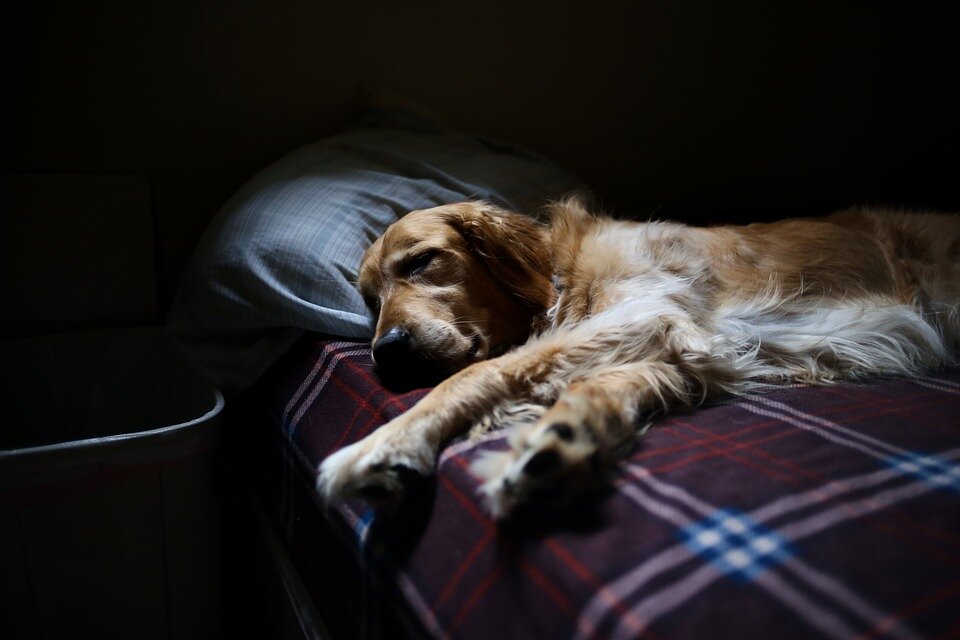 Фото: pixabay.com