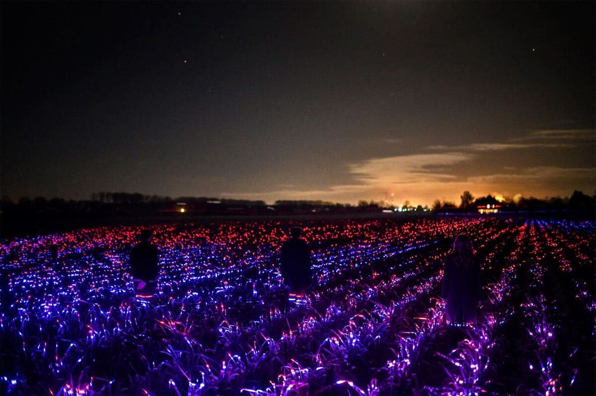 Свечение в поле. Неон поля растений. Брюс мунро поле света. Нло вид сверху луч света. Светящиеся светлячки.