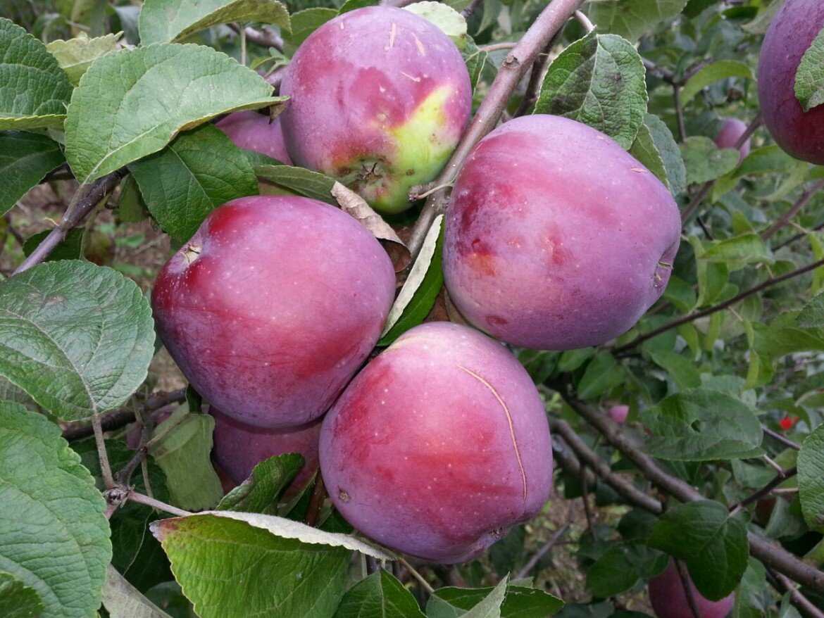 Яблоня флорина. Сорт яблони Имант. Яблоня Алеся. Сорт яблок Имант.