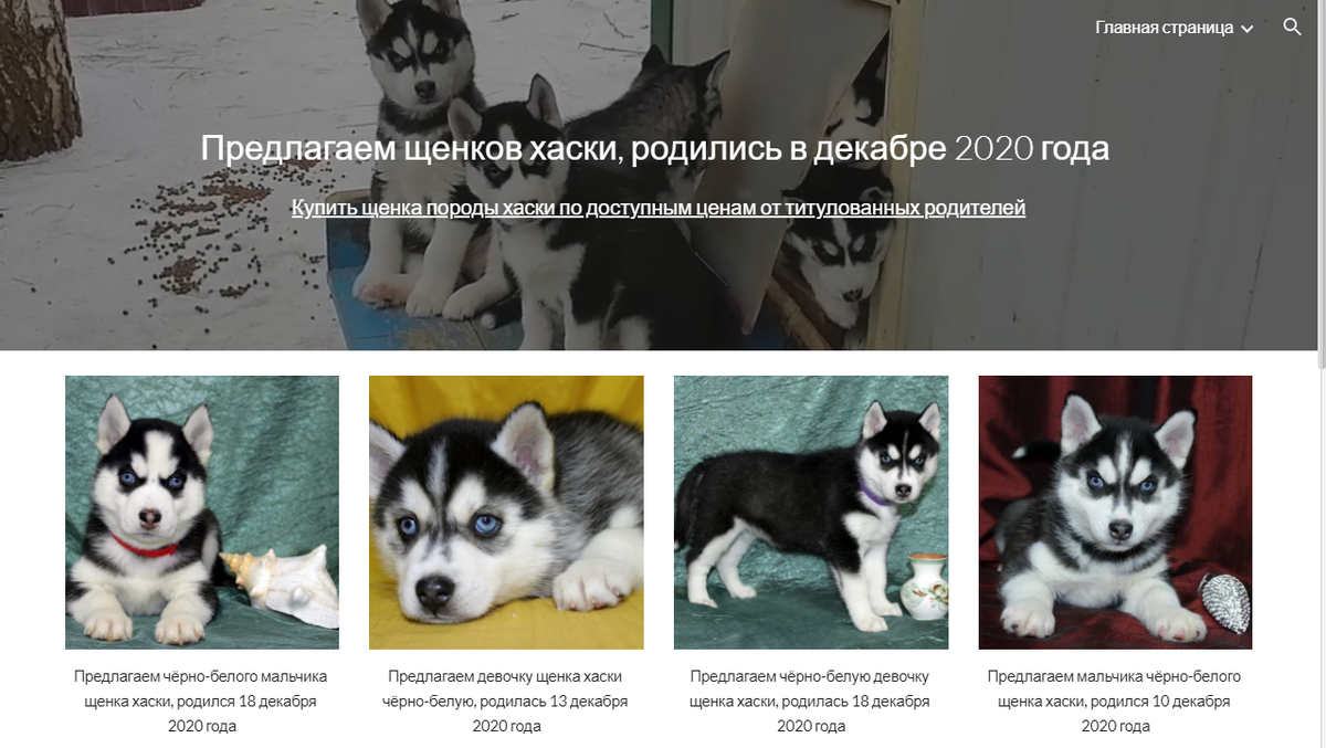 Вид сайта Предлагаем щенков хаски в конструкторе Google Sites