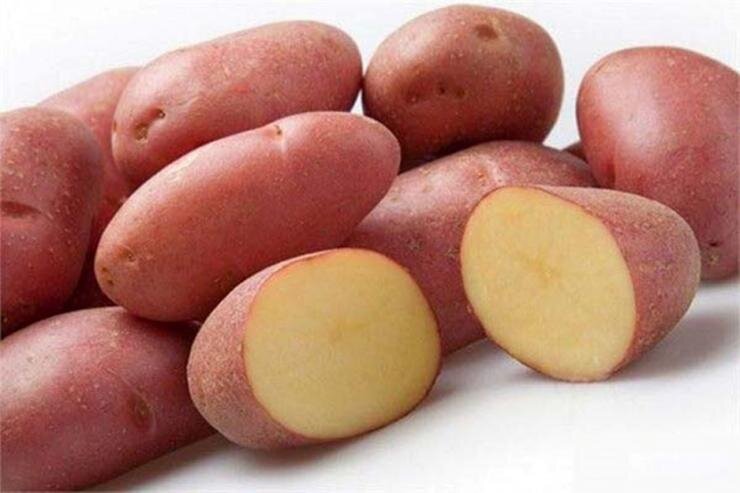  Сорт Ред Скарлет.