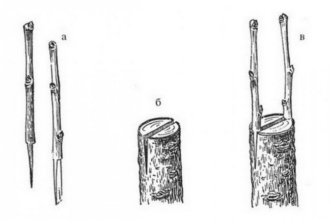 Прививка деревьев весной