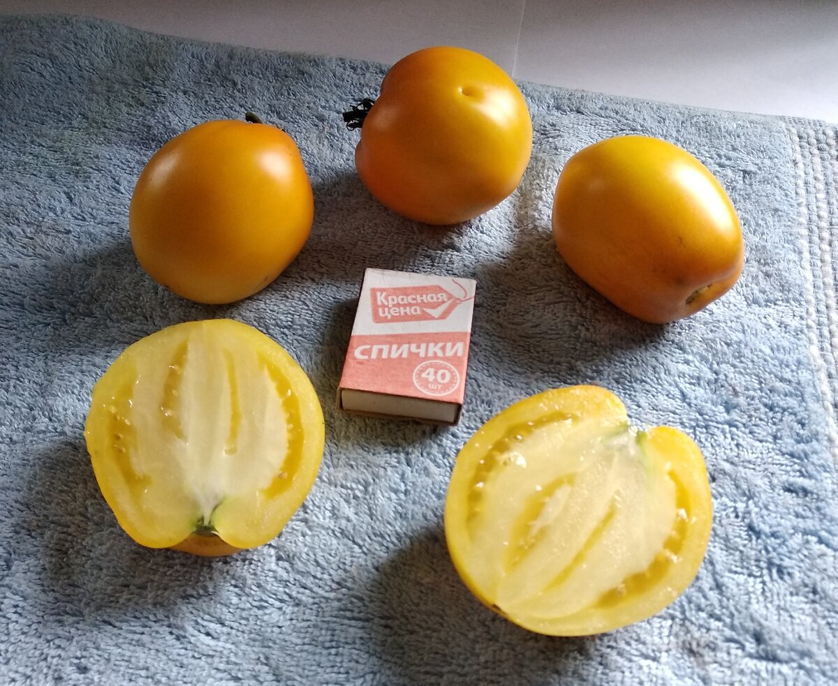 Какие томаты я буду сажать в этом году | Садовичок | Дзен