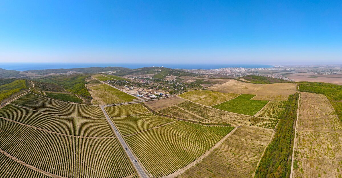 Виноградники окружают Анапу со всех сторон суши