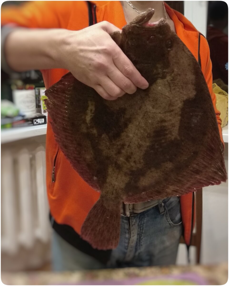 Наша прошлая покупка: камбала на 1,5 кг