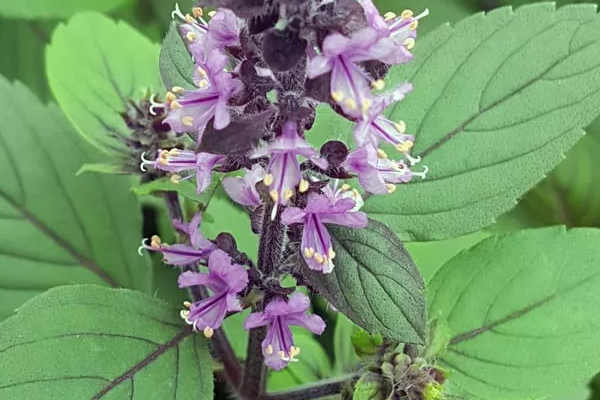 Цветущий базилик