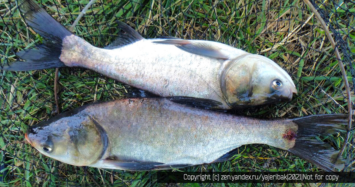 Первая рыба толстолобик.