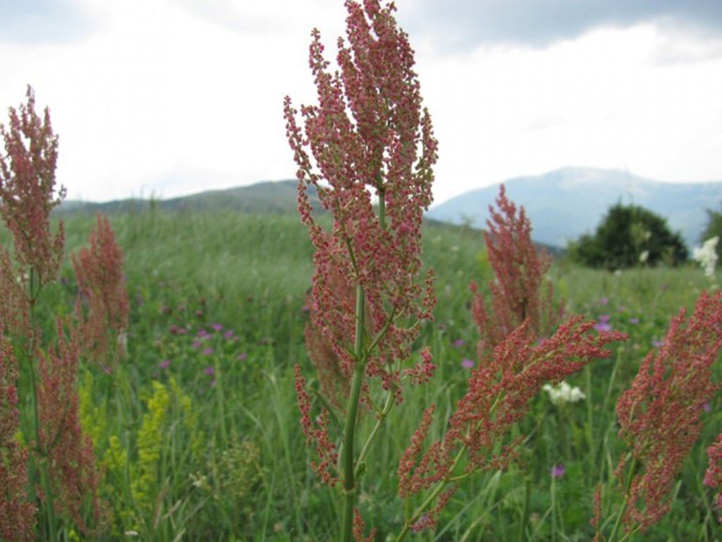 Лошадиная трава. Щавель конский (Rumex confertus). Конский щавель (Rumex crispus). Трава конёвник. Растение коневник.