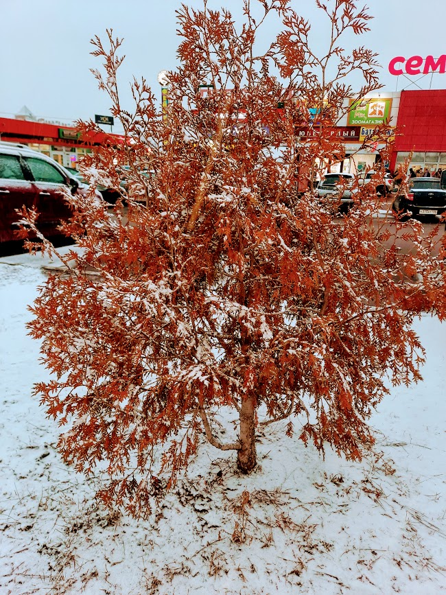 8 марта у нас решил выпасть снежок...