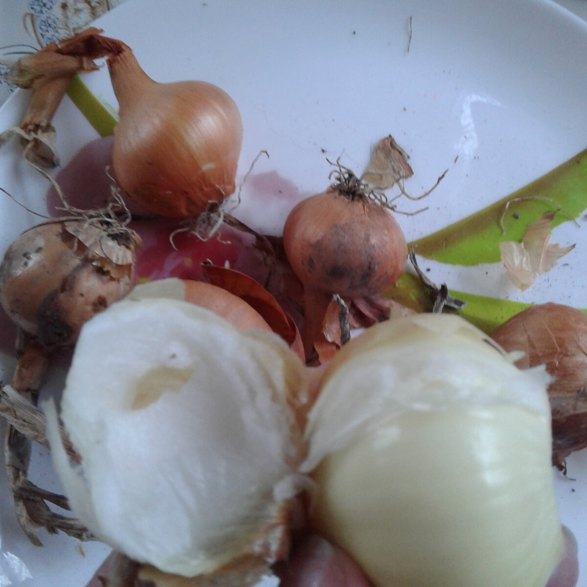 Не сгнил, не испортился, и даже вкус остался прежним, острым