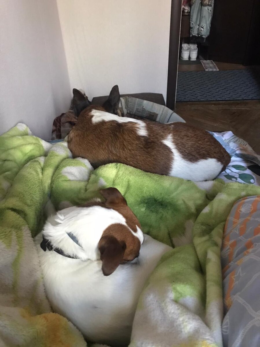 Вот эти наглые морды