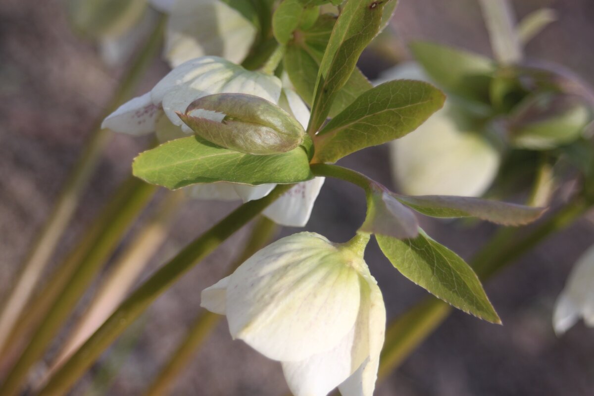 С семенами морозника удалось подружиться довольно быстро.