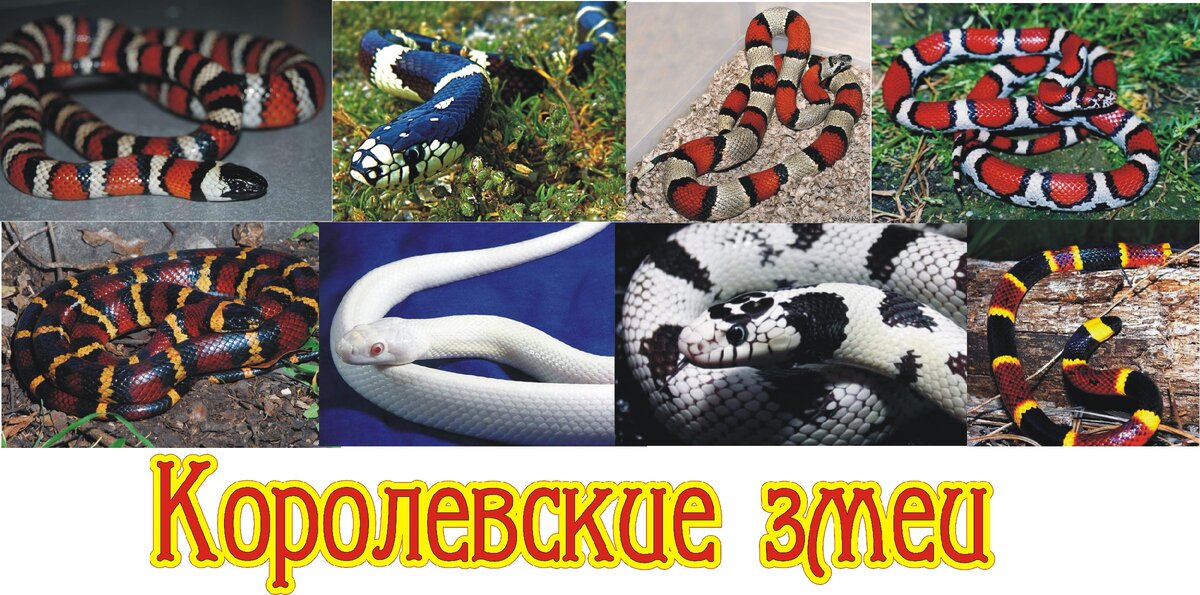 Для меня они меня красавицы