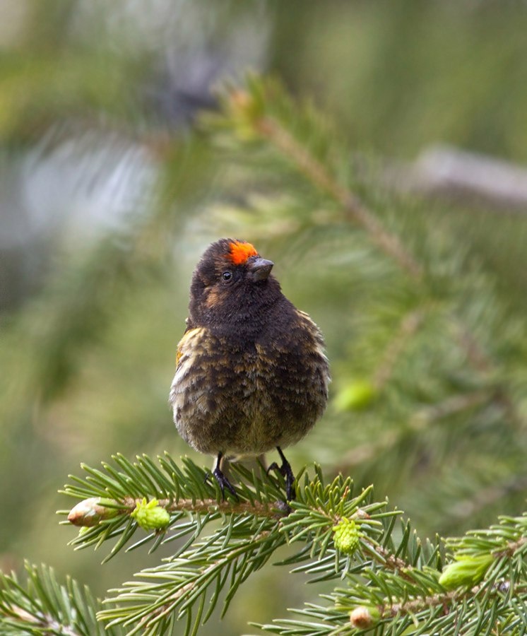 красношапочный вьюрок