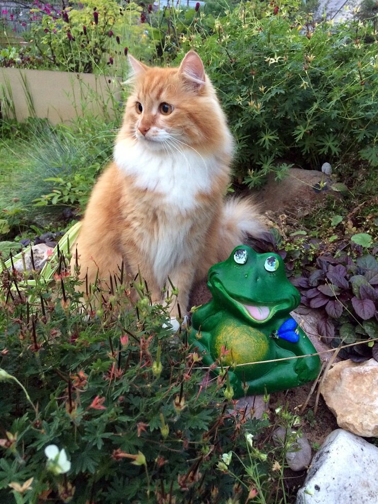 Бендер на даче. Фото автора