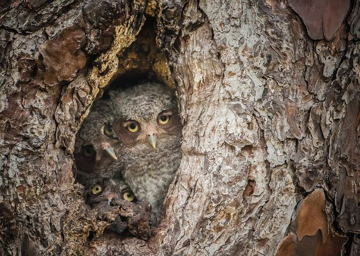 Автор фото: Graham McGeorge 