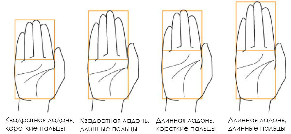 Форма ладоней