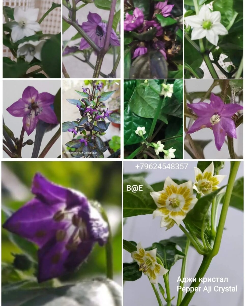 Цветение острого перца