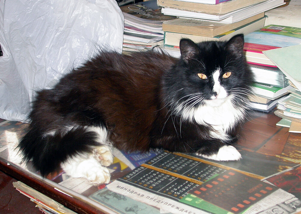 Не помню, чтобы за все годы жизни у меня, кошка Муся хотя бы разок мяукнула 