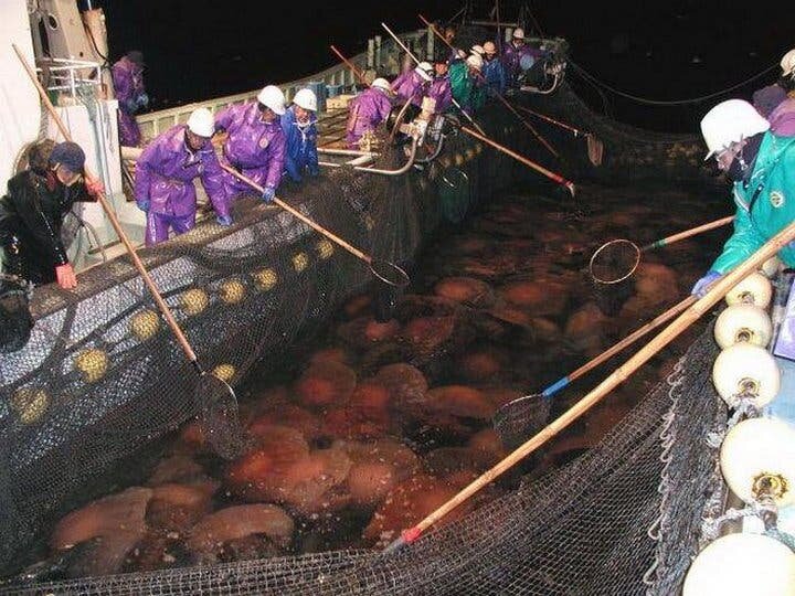 Китайцы поняли, что лучшее время для ловли медуз подходит темное время суток. 