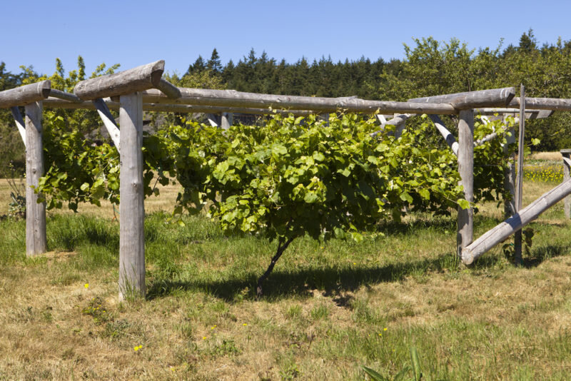 40 простых и удобных опор для винограда своими руками