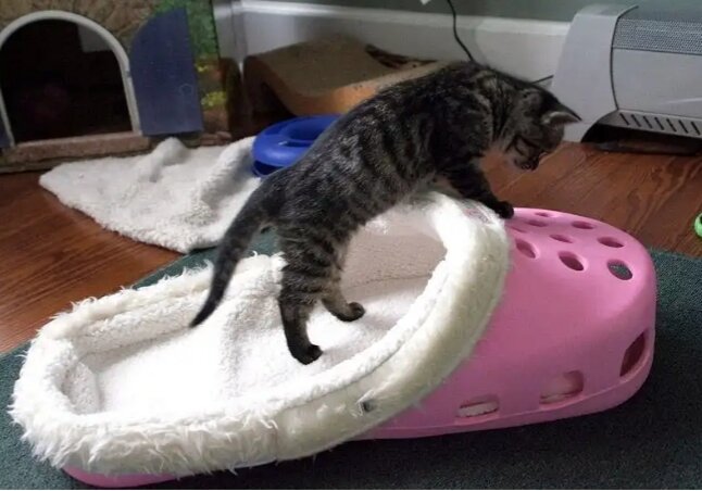 Источник Яндекс. Картинки 