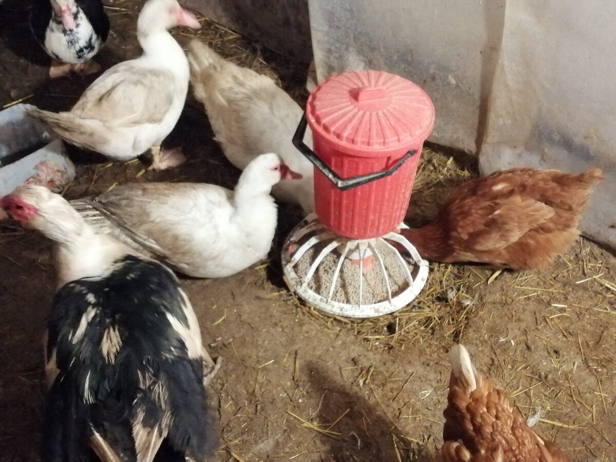 Наш птичник