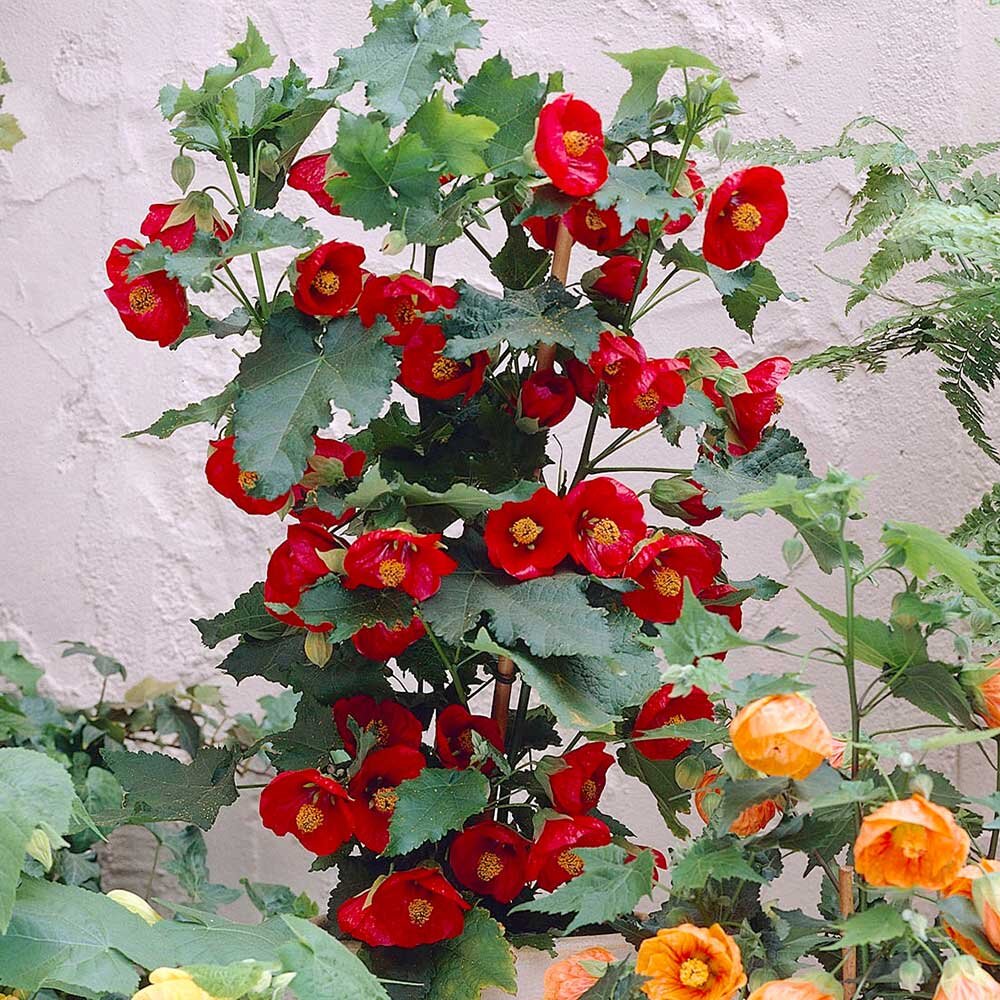 Цветущий абутилон впечатляет. Фото из открытых источников интернета. 