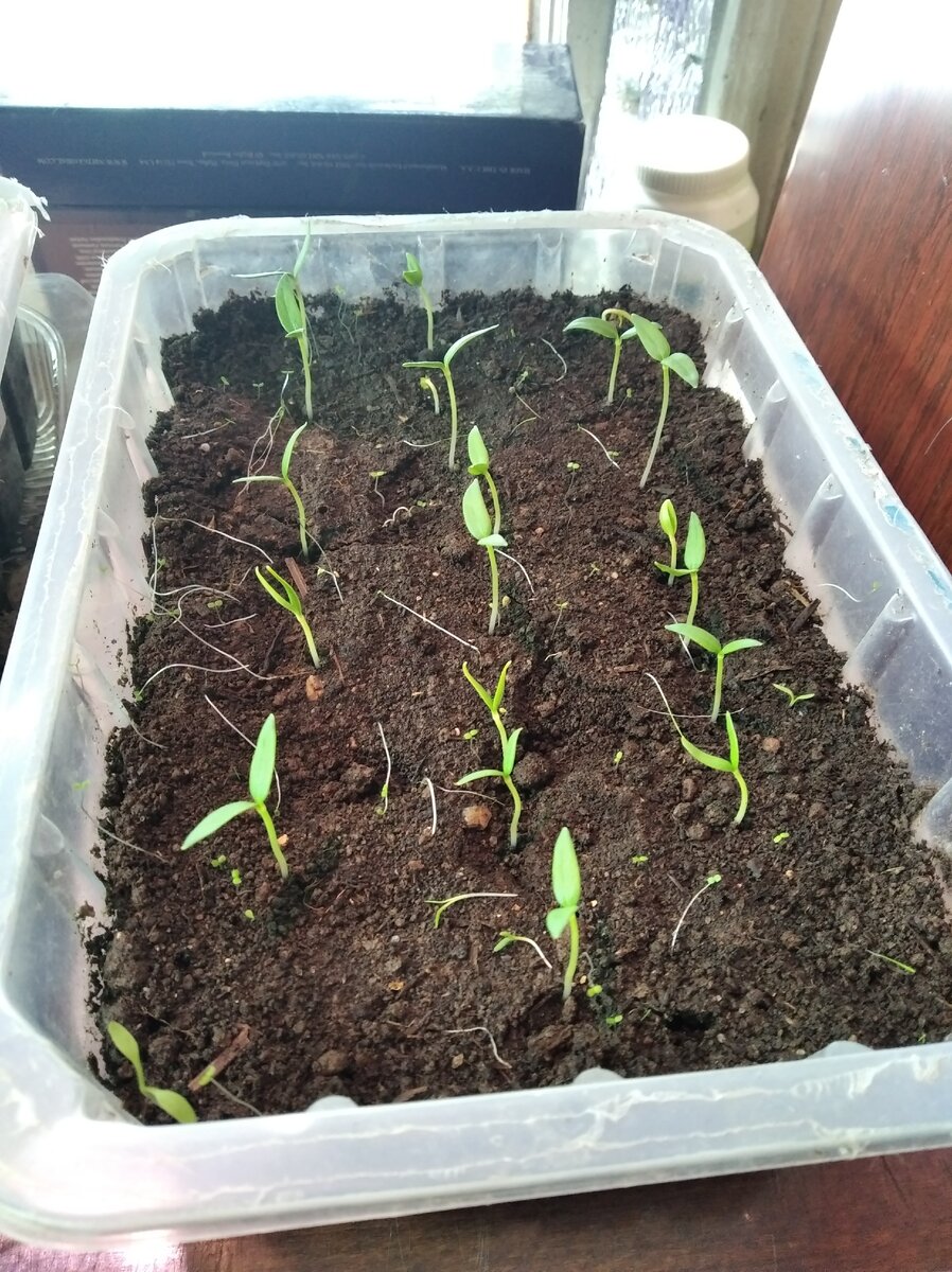 Рассаде 12 дней.