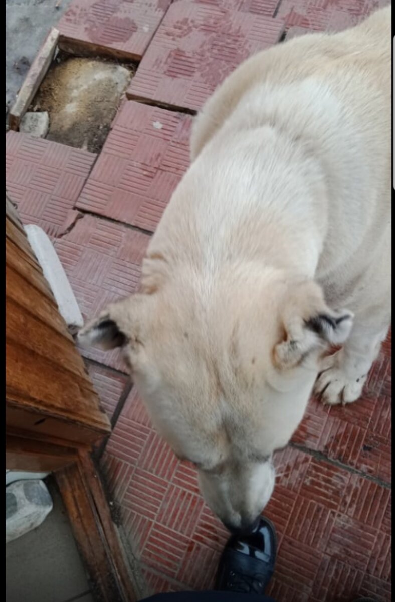 Подходит к людям ища своего человека