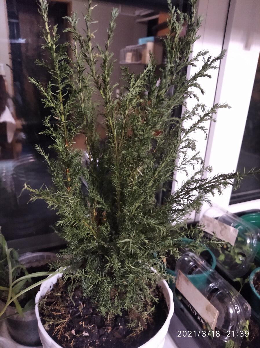 Сухой кипарисник.