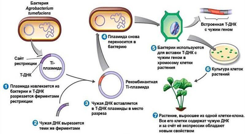 Схема получения гмо