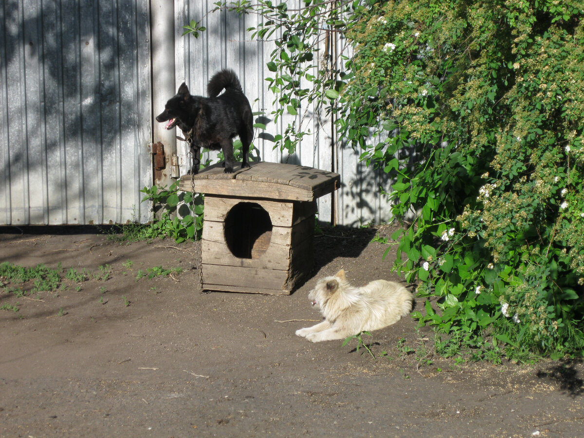 Бесхозные, но ставшие хозяйскими собаки Цыганка (чёрная) и Найда (белая). Цыганку нам притащил сосед, отловив её где-то на улице. Найда приблудилась сама. 