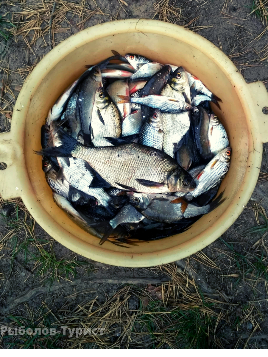 Лещ брал на горох, мелочь на опарыша.