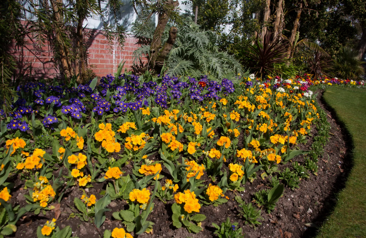 Фотография взята из источника supersadovnik.ru