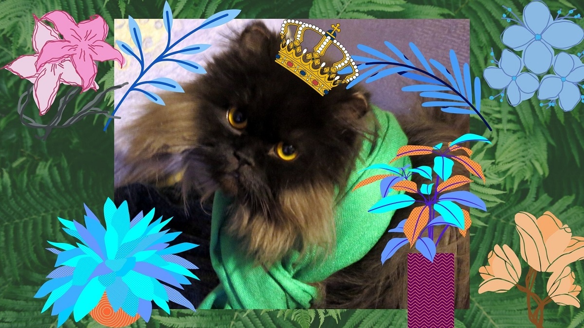 А кот Пуаро, сидя на мягком диване, поздравляет с праздником всех ирландских терьеров, волкодавов и сеттеров!