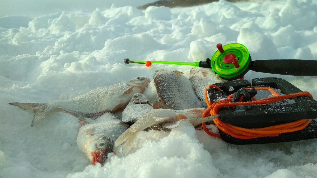 Небольшой улов на зимней рыбалке.