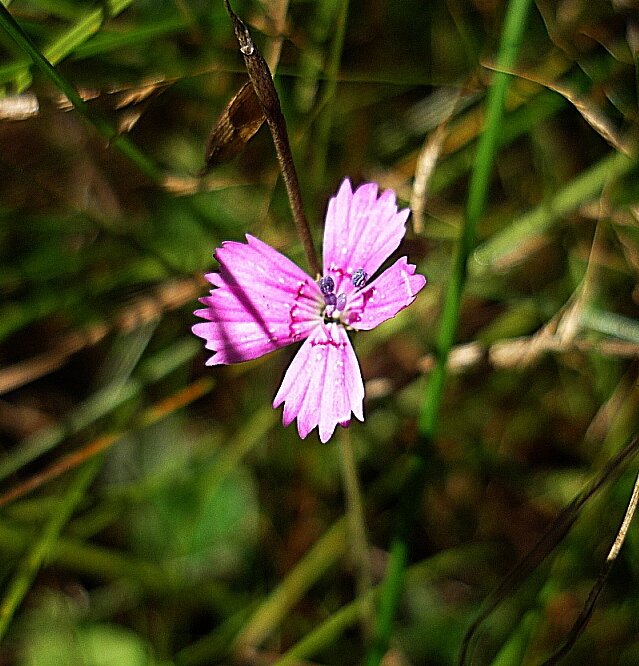 Татьяна Ельники