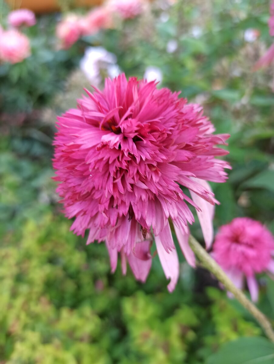 Эхинацея "Razzmatazz". Тоже отлично зимует не первый год в нашем климате.