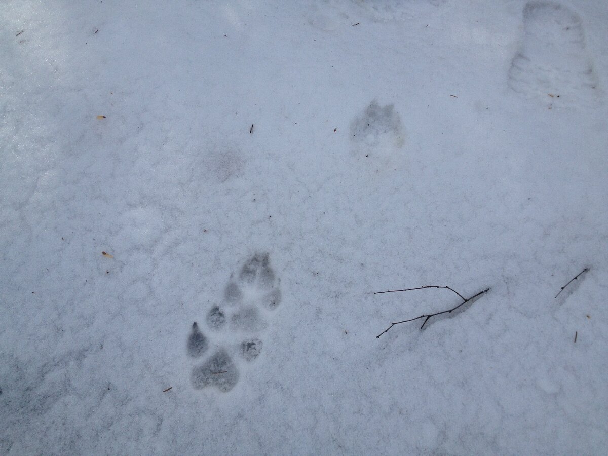 Следы лося и волка на снегу