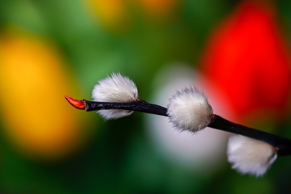 Изображения pixabay.com