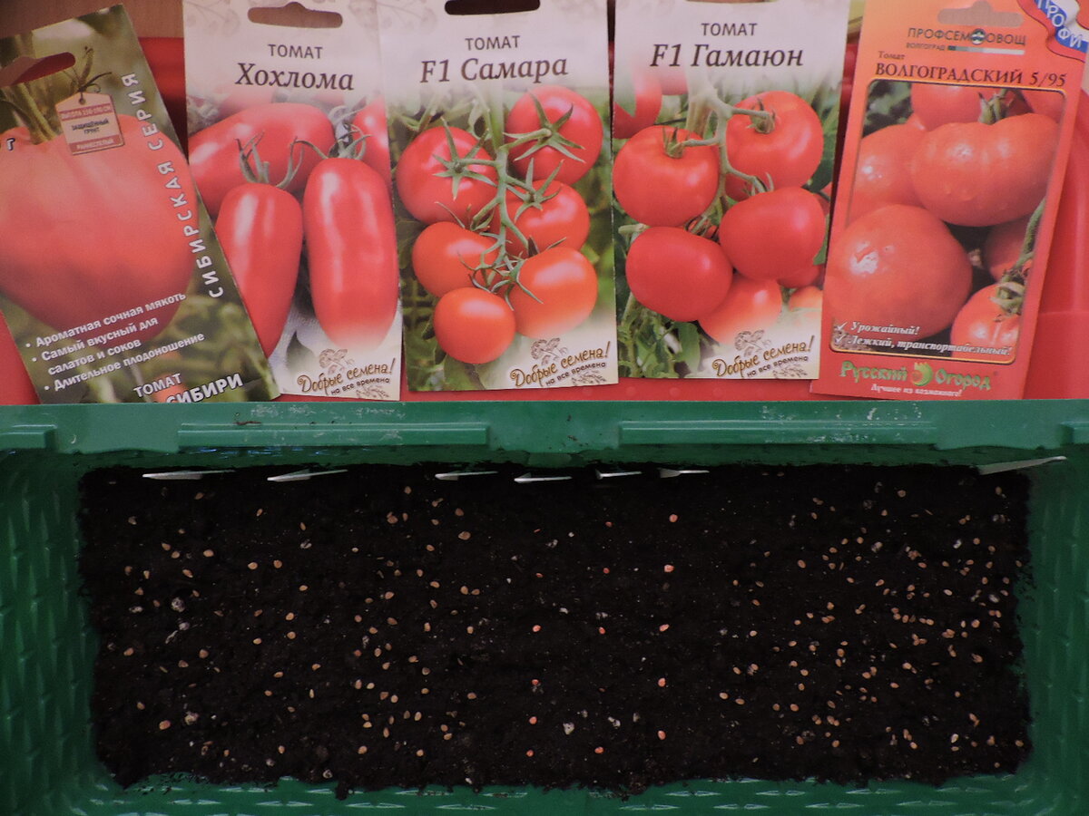 Посеянные семена томата, не засыпанные землей.