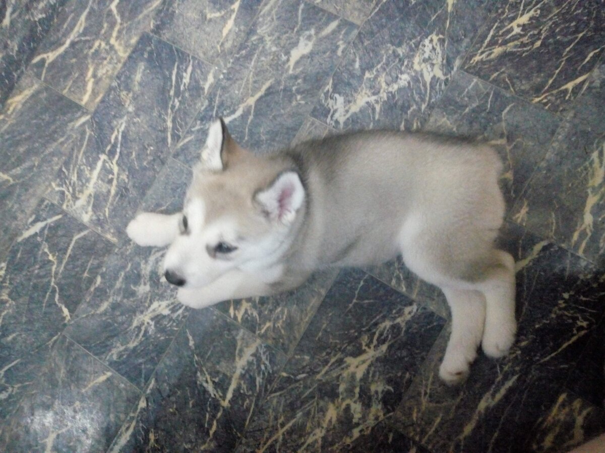 Луна 1,5 месяца