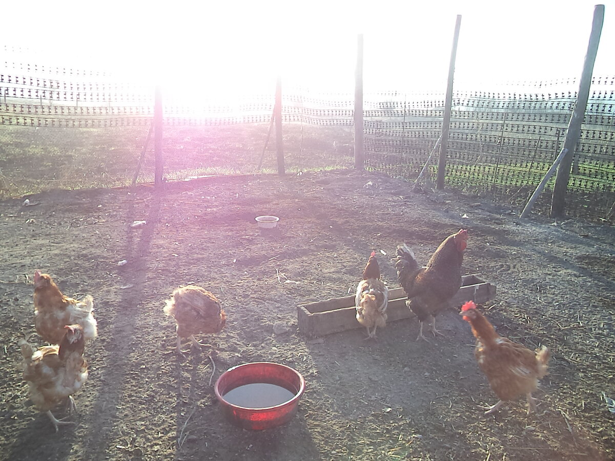 Наши первые куры