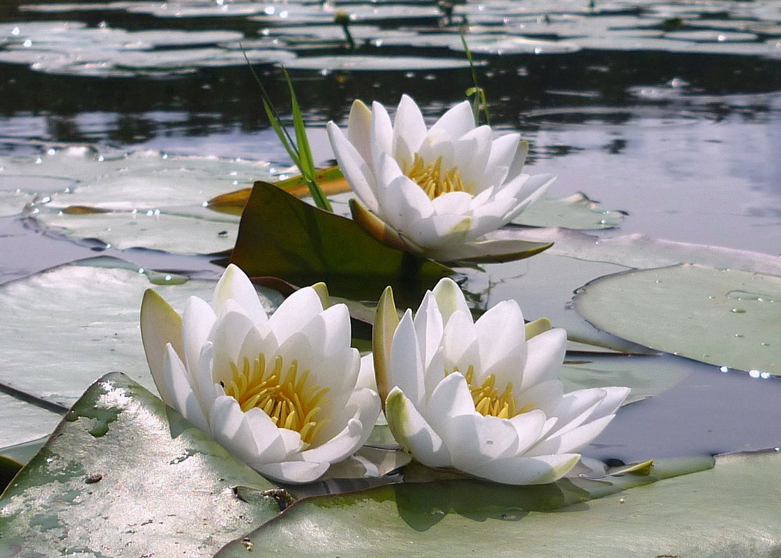 Водяные лилии. Фото из свободных источников