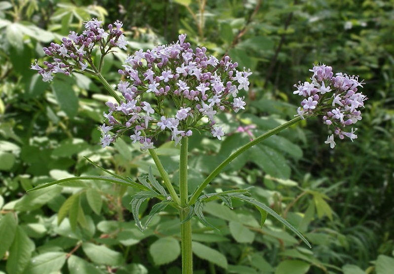  Выбор сортов и посадка 