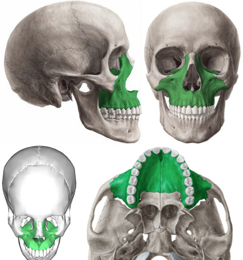 Зеленым цветом на этом фото обозначена максилла. Фото Яндекс.картинки